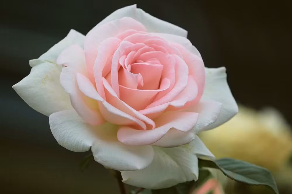 Ai sinh ngay Am lich nay truong thanh trong kho khan, trung nien at giau co