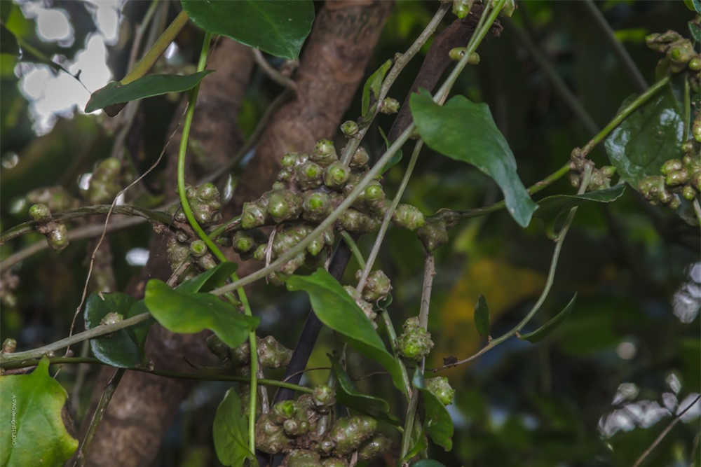 Loại thực vật xâm lấn từng bị người dân Trung Quốc cứ gặp là phá ảnh 4