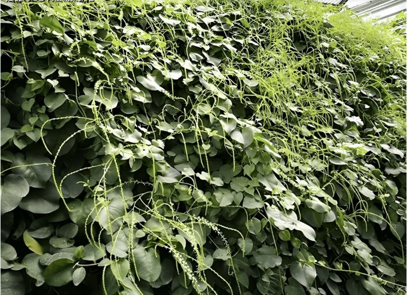 Loại thực vật xâm lấn từng bị người dân Trung Quốc cứ gặp là phá ảnh 2