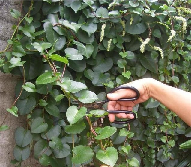 Loại thực vật xâm lấn từng bị người dân Trung Quốc cứ gặp là phá ảnh 5