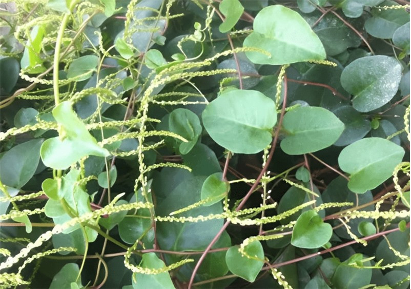 Loại thực vật xâm lấn từng bị người dân Trung Quốc cứ gặp là phá ảnh 1