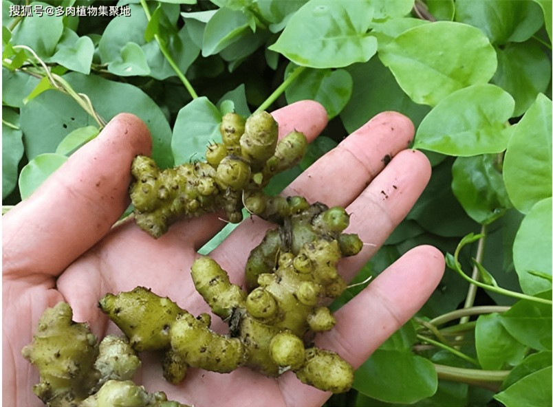 Loại thực vật xâm lấn từng bị người dân Trung Quốc cứ gặp là phá ảnh 3