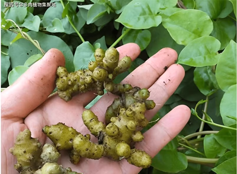 Loại thực vật xâm lấn từng bị người dân Trung Quốc cứ gặp là phá ảnh 3