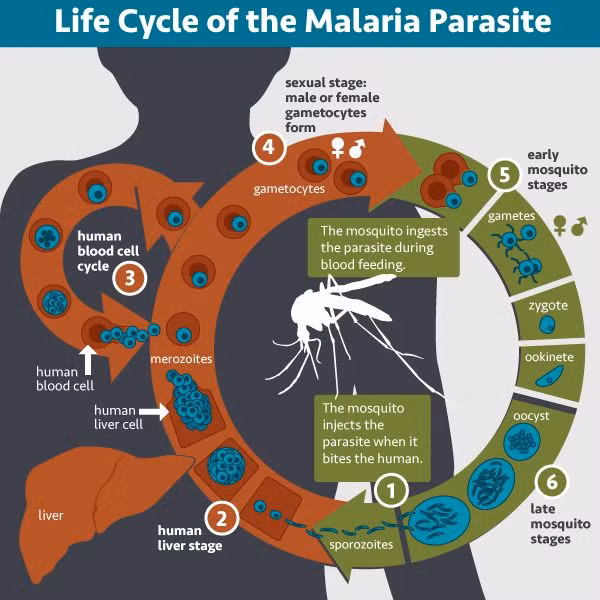 Sốt rét thường đi kèm với đói nghèo, lạc hậu, là một cản trở lớn đối với phát triển kinh tế. Vì vậy, ngăn chặn và loại trừ bệnh sốt rét là một mục tiêu lớn cho sự phát triển bền vững của nhân loại trong thế kỷ này...