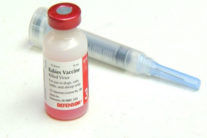 Tuy nhiên cần phải tiêm vắc-xin càng sớm càng tốt, bởi nếu triệu chứng bệnh đã xuất hiện thì dù tiêm vắc xin cũng không còn kịp nữa và người bệnh chắc chắn sẽ chết.