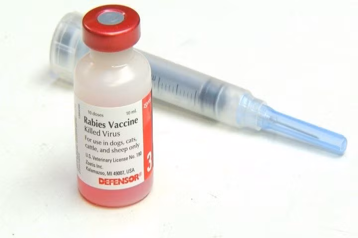 Tuy nhiên cần phải tiêm vắc-xin càng sớm càng tốt, bởi nếu triệu chứng bệnh đã xuất hiện thì dù tiêm vắc xin cũng không còn kịp nữa và người bệnh chắc chắn sẽ chết.