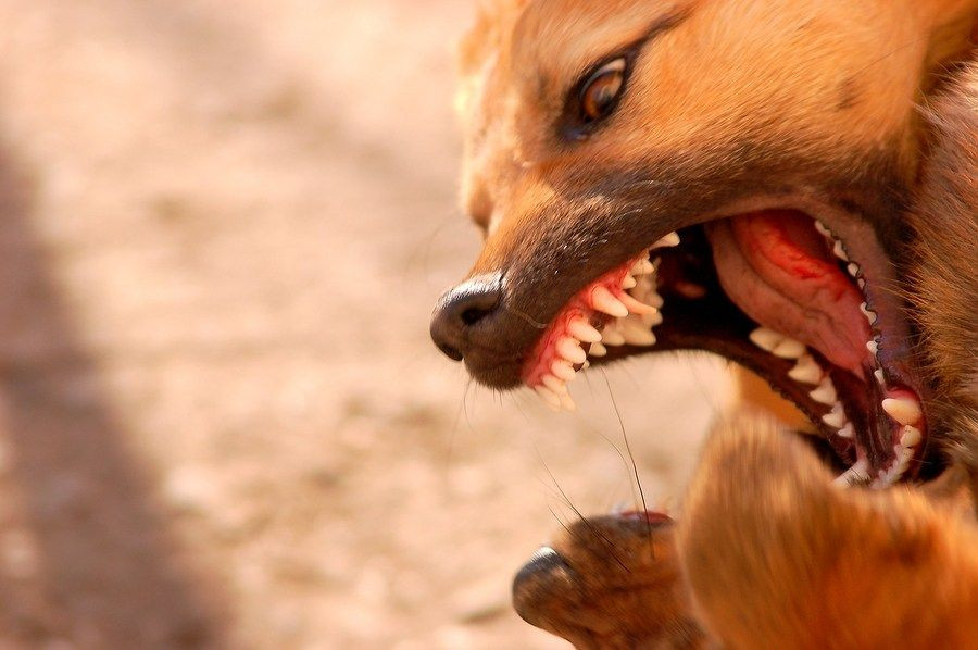 Theo khuyến cáo của các chuyên gia y tế, khi bị động vật nghi dại cắn, nạn nhân tuyệt đối không tìm cách chữa bằng thuốc Nam hoặc các phương thức dân gian, vì chúng không hề có công hiệu chống bệnh dại.