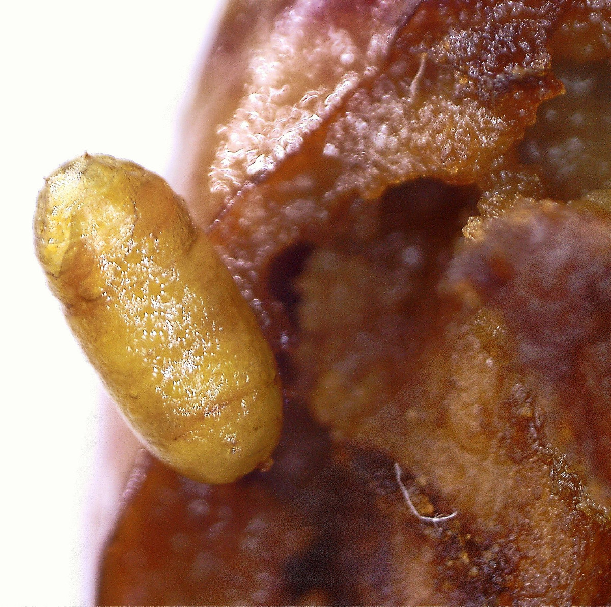 Được nhân giống và nuôi dưỡng trong môi trường vô trùng, giòi sống hoặc trứng giòi sẽ được cấy vào vết thương và chúng sẽ sinh trưởng bằng cách “tự do” đánh chén phần thịt đang hoại tử của bệnh nhân.