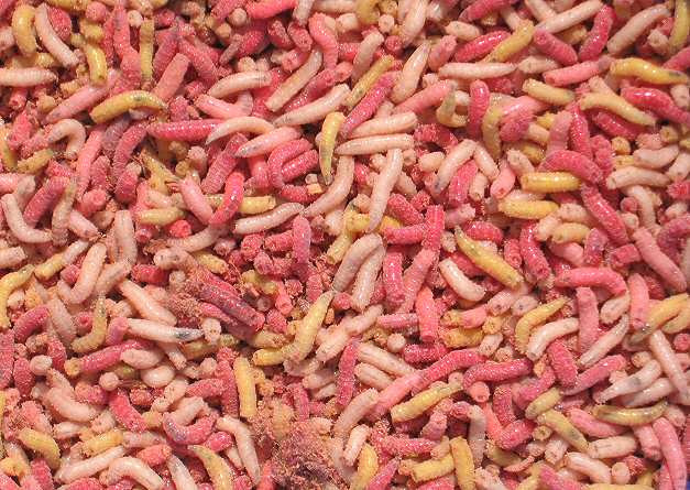 Tuy nhiên, trước những diễn biến nguy hiểm của hiện tượng "kháng kháng sinh", một số chuyên gia y tế đã nhắc đến việc khôi phục lại phương pháp điều trị bằng giòi để ứng phó với một cuộc khủng hoảng y tế tiềm tàng.