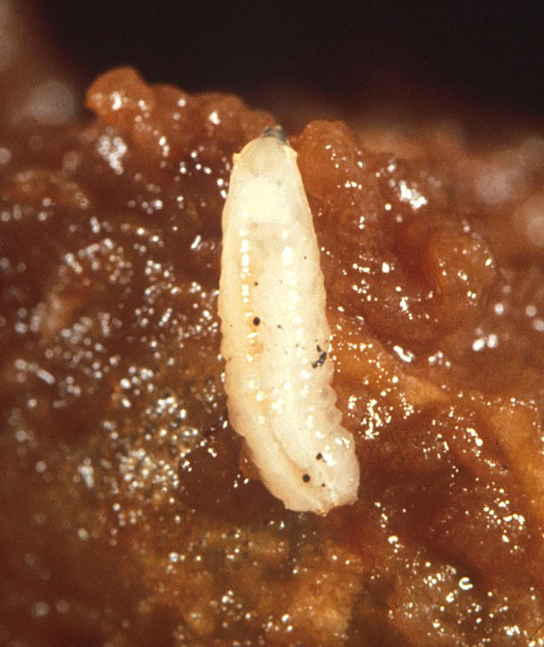 Với sự xuất hiện của thuốc kháng sinh, phương pháp trị thương bằng giòi dần dần biến mất khỏi các cơ sở y tế, và ngày nay đã bị loại bỏ hoàn toàn khỏi các phác đồ điều trị.