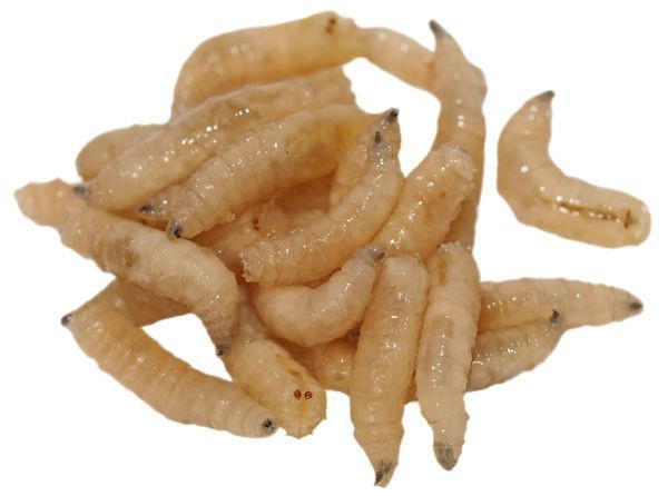 Phương pháp này xuất phát từ việc, các bác sĩ quân y trên chiến trường nhận thấy bệnh binh mang vết thương có giòi thường phục hồi nhanh và có tỉ lệ tử vong thấp hơn hẳn người khác.