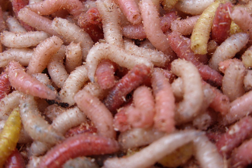 Qua thời gian, trị thương bằng giòi còn được áp dụng trên nhiều lĩnh vực khác, như loét chân do tiểu đường, các vết loét mãn tính ở chân, vết thương sau phẫu thuật và bỏng cấp tính.