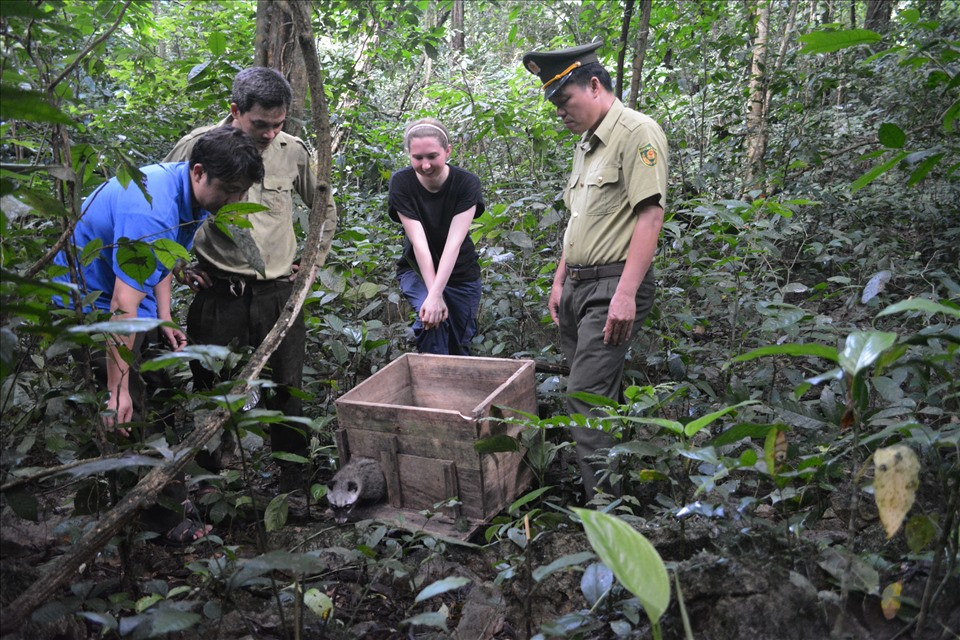 Mỗi khi trở về ngôi nhà thiên nhiên, tê tê lại được bảo vệ từ xa bằng cách gắn chíp theo dõi từng cá thể. Họ sử dụng cả máy bay không người lái hiện đại nhất từ Úc để giám sát những con vật có gắn chíp phát sóng. Ảnh: SVW