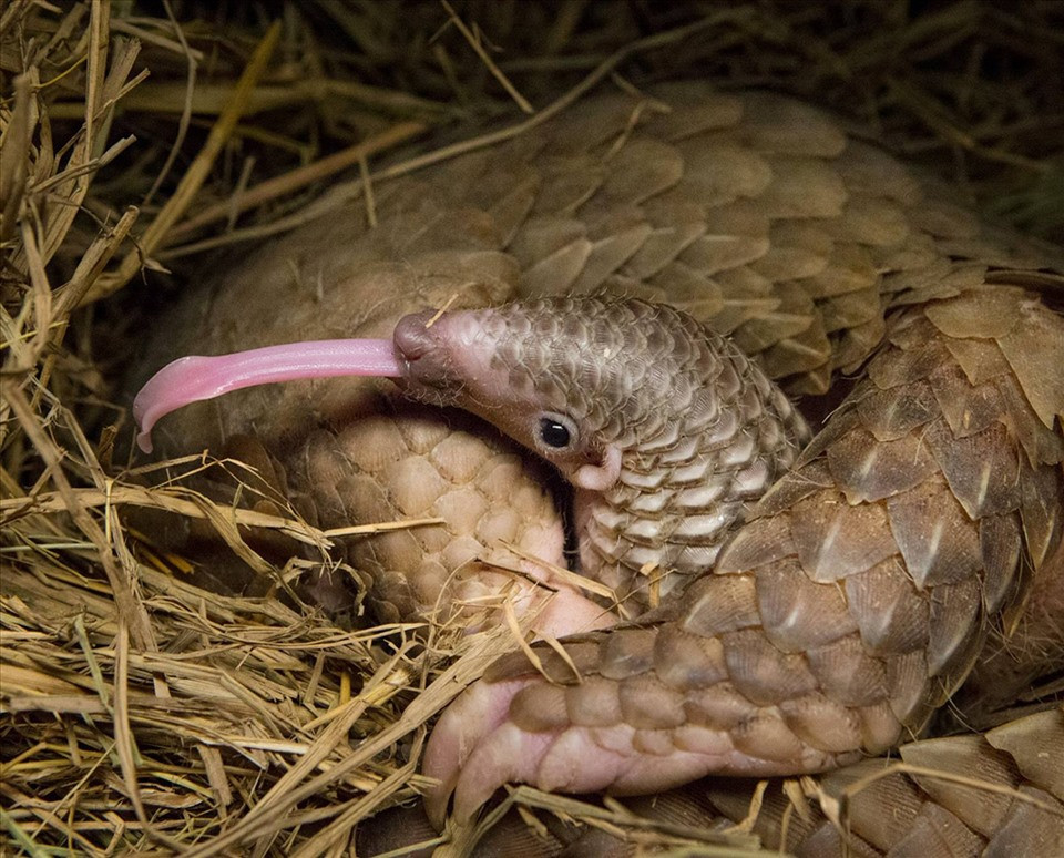 Tê tê con nằm trọn trong lòng mẹ. Đây là loài động vật quý hiếm bị giết hại bởi niềm tin mù quáng “dùng vảy tê tê chữa bách bệnh”. Ảnh: SVW