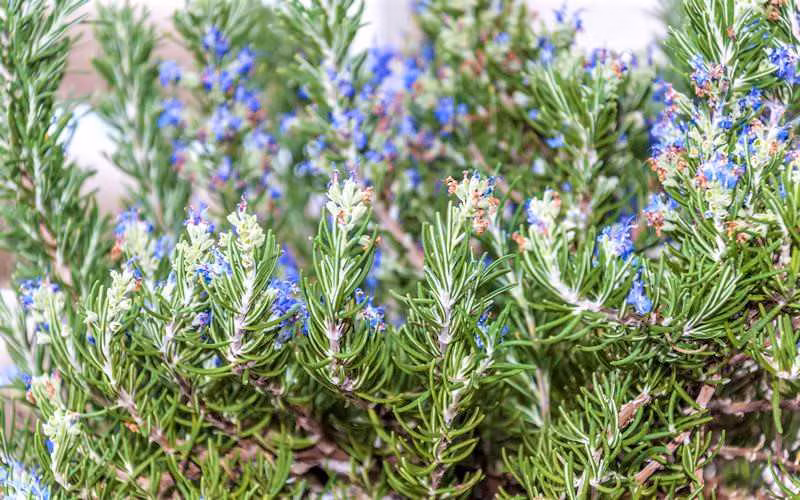 8 loai cay canh la ke thu cua con trung, ruoi muoi so xanh mat