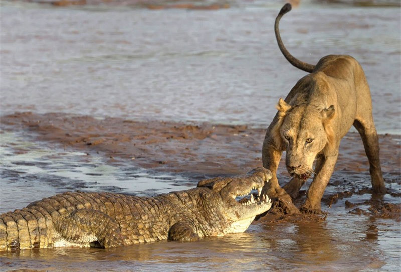 Bởi vì, bầy sư tử không hề có ý định chia sẻ bữa ăn với con cá sấu. Do đó, một con trong số chúng đã lên lao lên tấn công rất dũng mãnh.