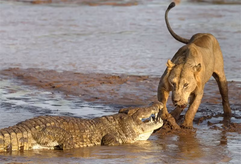 Bởi vì, bầy sư tử không hề có ý định chia sẻ bữa ăn với con cá sấu. Do đó, một con trong số chúng đã lên lao lên tấn công rất dũng mãnh.