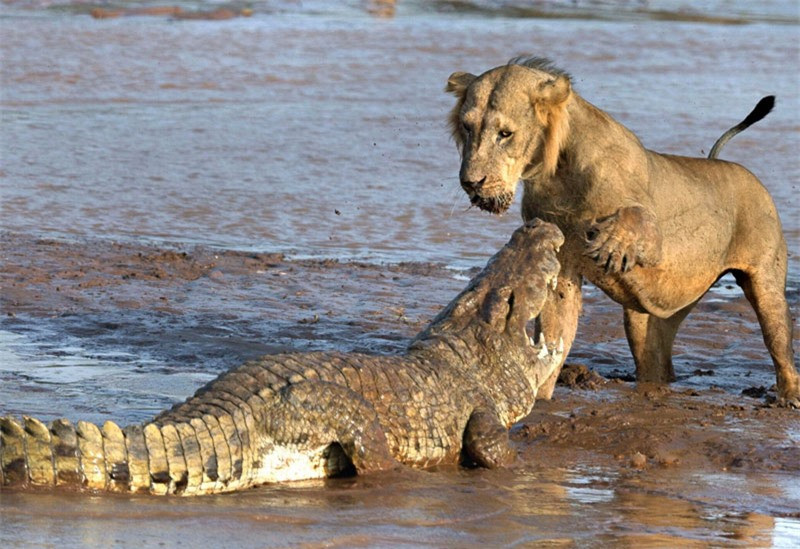 Trong khi đó, con cá sấu cũng không phải dạng vừa khi “phản đòn” rất quyết liệt. Thậm chí, nó còn có phần thắng thế khi đối đầu với 1 con sư tử.