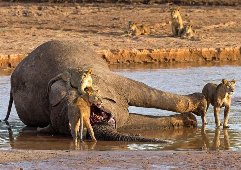 Sau khi thấy những con sư tử đang thưởng thức “bữa tiệc thịt voi”, con cá sấu liền tiến tới để “kiếm chút đỉnh”. Thế nhưng, chính hành động này đã khiến nó rơi vào tình huống cực kỳ nguy hiểm. 