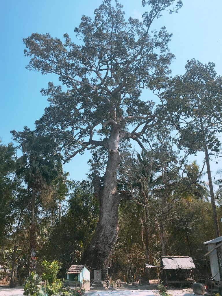 Tại thị trấn Cô Tô, huyện Tri Tôn có cây dầu rái 700 năm tuổi, được Hội Bảo vệ thiên nhiên và môi trường Việt Nam (VACNE) vinh danh là Cây Di sản Việt Nam. Theo Cổng thông tin du lịch An Giang, cây dầu rái này có tên khoa học là Dipterocarpus alatus Roxb, chu vi gần 8 m, cao khoảng 20 m. Ảnh: Cổng thông tin du lịch An Giang.