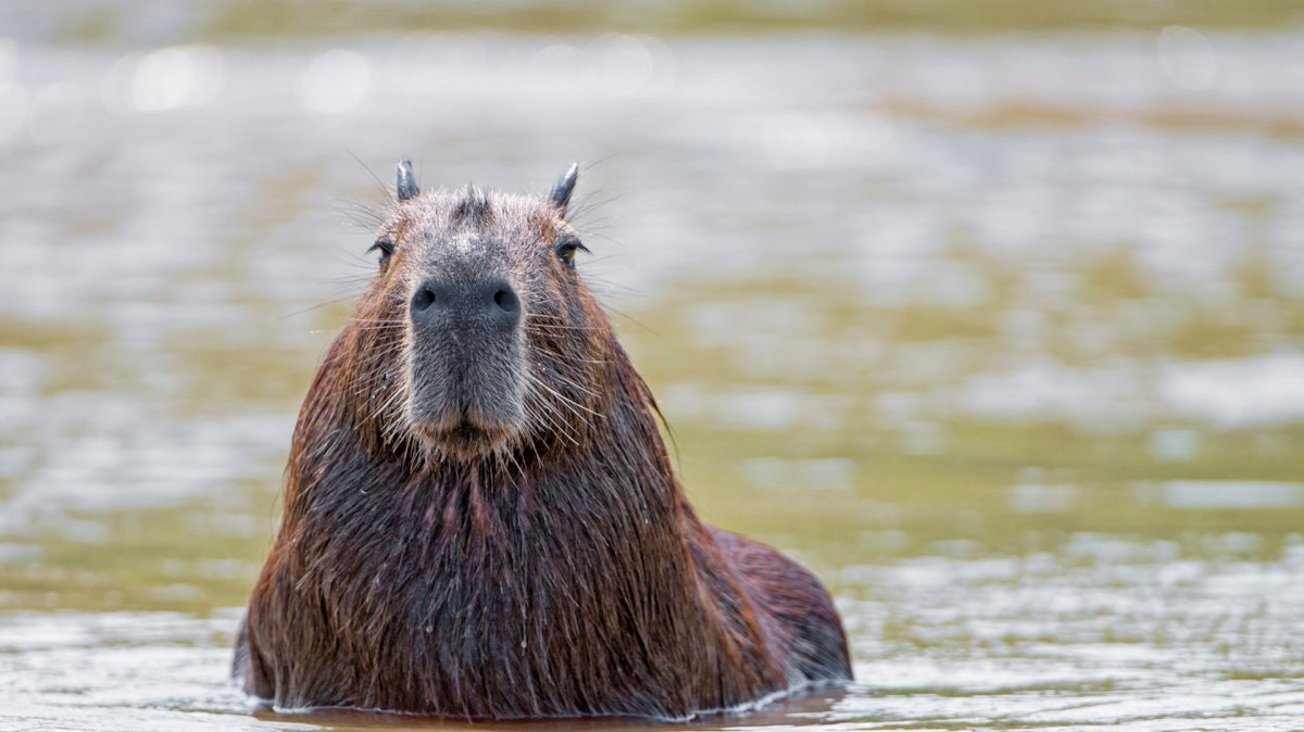 Nhiều loài chuột khiến mọi người sợ hãi vì tính phá hoại của chúng. Tuy nhiên, con chuột khổng lồ này lại được không ít người chọn làm thú cưng. Nó nổi tiếng vì hiền lành và còn được xem như "hoa hậu thân thiện" trong giới động vật. Ảnh: Cool Green Science.