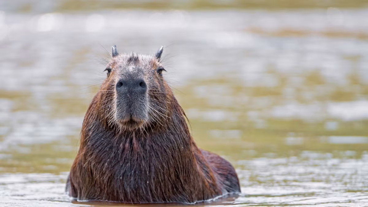 Nhiều loài chuột khiến mọi người sợ hãi vì tính phá hoại của chúng. Tuy nhiên, con chuột khổng lồ này lại được không ít người chọn làm thú cưng. Nó nổi tiếng vì hiền lành và còn được xem như "hoa hậu thân thiện" trong giới động vật. Ảnh: Cool Green Science.