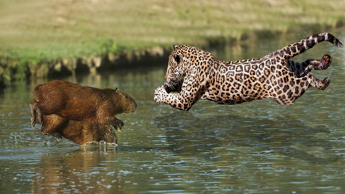 Khi ở trên cạn, loài này cũng sở hữu tốc độ đáng nể. Nó có thể tăng tốc tới 35 km/h - ngang loài ngựa. Ảnh: Stocky.