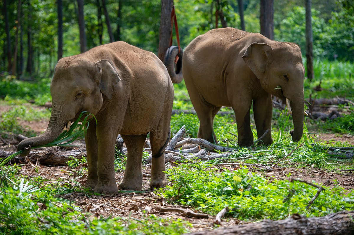 Trung tâm Bảo tồn voi Đắk Lắk được thành lập vào năm 2011. Nơi đây bảo tồn, giám sát quần thể voi hoang dã, voi nhà, chăm sóc sức khỏe và sinh sản cho voi, cứu hộ voi bị nạn, giúp chúng tái nhập đàn, thực hiện nghiên cứu khoa học... Ảnh: Phạm Ngôn.