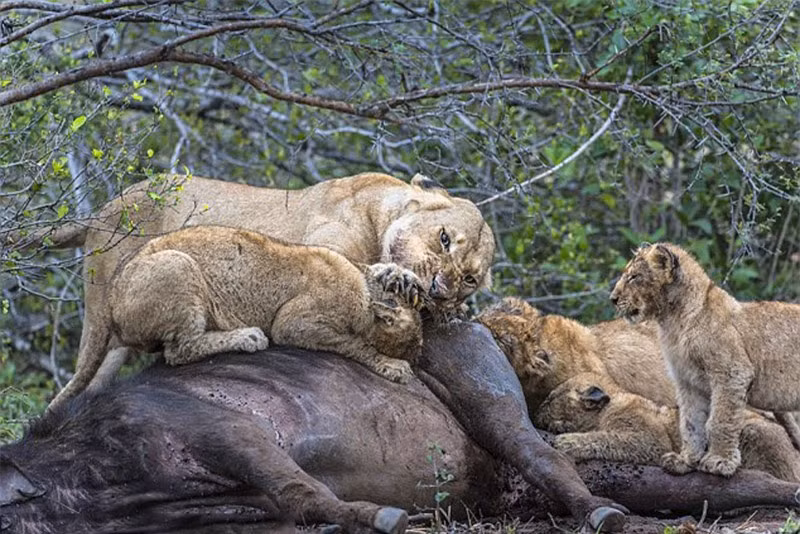 Trong khi các con khác ăn trong yên lặng thì sư tử mẹ lại gầm gừ, thậm chí dùng chân trước nhồi đầu con trai của mình. 