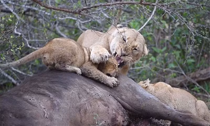 Điều kỳ lạ là sư tử mẹ chỉ nhắm vào sư tử đực con chứ không hề nhắm tới những con khác. 