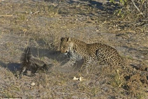 ##sc### Nhiếp ảnh gia chia sẻ về cuộc chiến man rợ của hai con vật: “Con lửng dường như không bị thương nhưng báo đốm rõ ràng đã bị trọng thương”. 