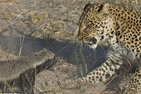 ##sc### Cuối cùng, báo đốm quyết định từ bỏ bữa trưa “tưởng ngon ăn” khi nhận được vài vết thương nguy hiểm tính mạng. 