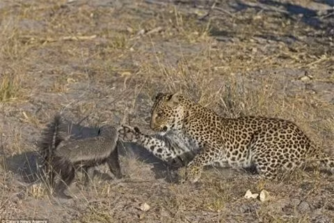  Thay vì chạy trốn khỏi kẻ săn mồi, lửng mật ong quyết định đánh lại kẻ thù, dùng hàm răng sắc nhọn cắn xé hàm báo đốm, gây nên nhiều vết trầy xước và vết cắn đau đớn cho báo đốm. 