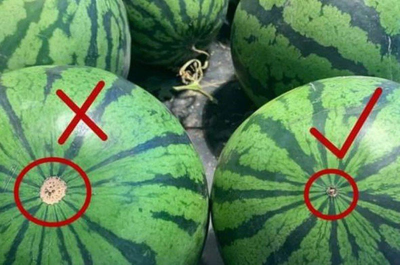 Cach chon dua hau, dua le ngon ngot chi voi 3 giay