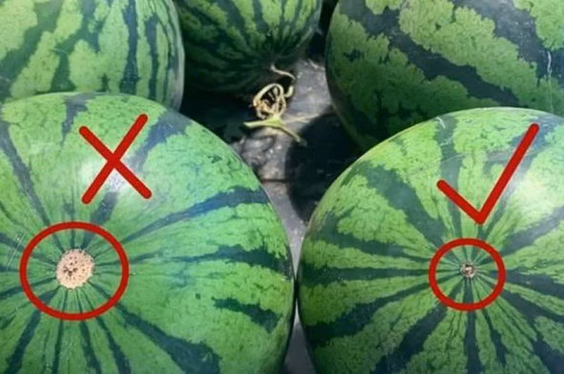 Cach chon dua hau, dua le ngon ngot chi voi 3 giay