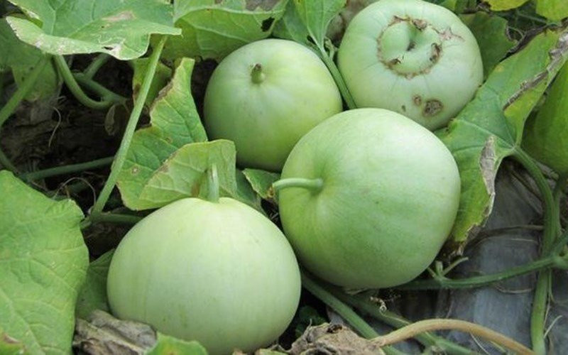 Cach chon dua hau, dua le ngon ngot chi voi 3 giay-Hinh-3