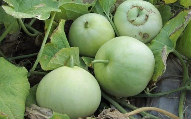 Cach chon dua hau, dua le ngon ngot chi voi 3 giay-Hinh-3