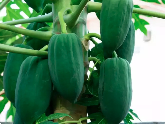 An du du xanh tot hon du du chin vi...