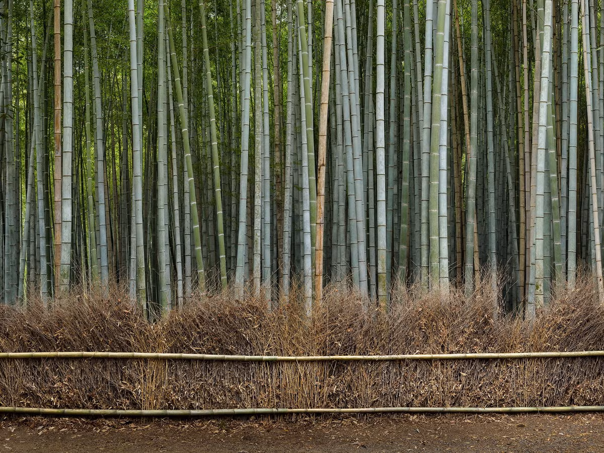 Không chỉ ấn tượng bởi vẻ đẹp tự nhiên, rừng tre Sagano còn tạo ra những bản nhạc thiên nhiên dễ chịu khi gió thổi qua, làm những tán tre xào xạc. Ảnh: VAST photo.