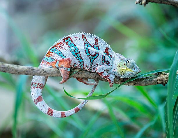 Trong tự nhiên, tắc kè hoa chủ yếu sống trên cây. Chúng thường ngồi bất động hàng giờ đồng hồ và chờ đợi con mồi đi qua. Thức ăn chủ yếu của chúng là các loài động vật chân đốt và nhỏ có xương sống.