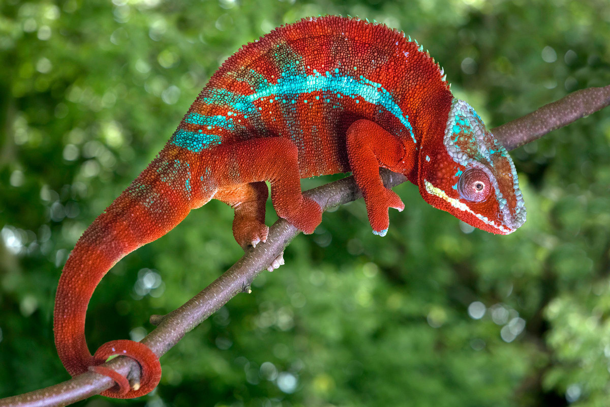 Loài tắc kè hoa được nuôi phổ biến nhất là Veiled Chameleon (trong ảnh). Một loài khác là Panther Chameleon có vằn đỏ vàng cũng rất được ưa chuộng.
