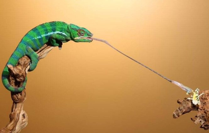 Các loài bò sát này cũng nổi như cồn với cái lưỡi siêu dài, dính như keo và đôi mắt "siêu lé" có thể được di chuyển độc lập với nhau.