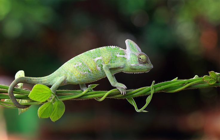 Với khoảng 160 loài khác nhau phân bố từ châu Phi cho đến Nam Á, Tắc kè hoa (Chamaeleonidae) là một họ bò sát rất nổi tiếng trong thế giới của các loài bò sát.
