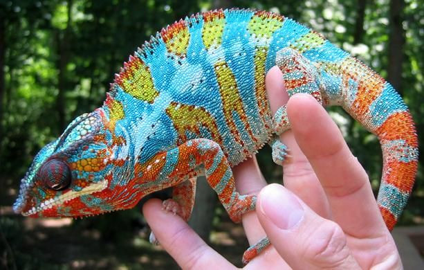 Do cử động chậm chạp, thích bám vào một chỗ cố định và rất hiền lành, tắc kè hoa là một vật cưng rất phù hợp để nâng niu trên tay, thậm chí là đem ra đường chơi.