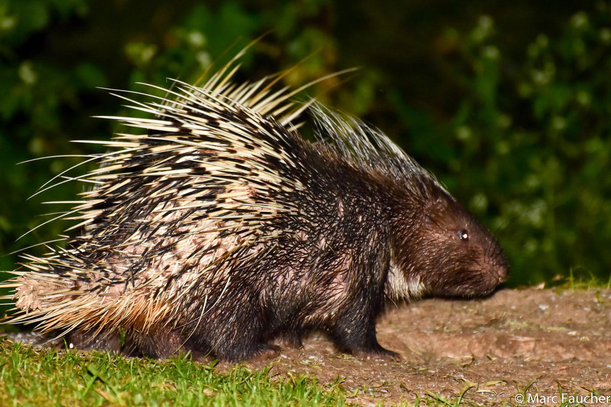 Khi gặp mối đe dọa, nhím đuôi ngắn tự vệ bằng cách dậm chân, xù lông, chĩa đuôi về đối thủ và lắc đuôi liên tục làm cho lông va chạm nhau phát ra tiếng động. Nếu không kết quả, chúng sẽ bỏ trốn. Ảnh: iNaturalist.