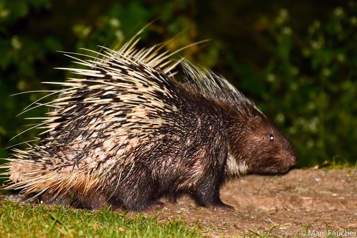 Khi gặp mối đe dọa, nhím đuôi ngắn tự vệ bằng cách dậm chân, xù lông, chĩa đuôi về đối thủ và lắc đuôi liên tục làm cho lông va chạm nhau phát ra tiếng động. Nếu không kết quả, chúng sẽ bỏ trốn. Ảnh: iNaturalist.