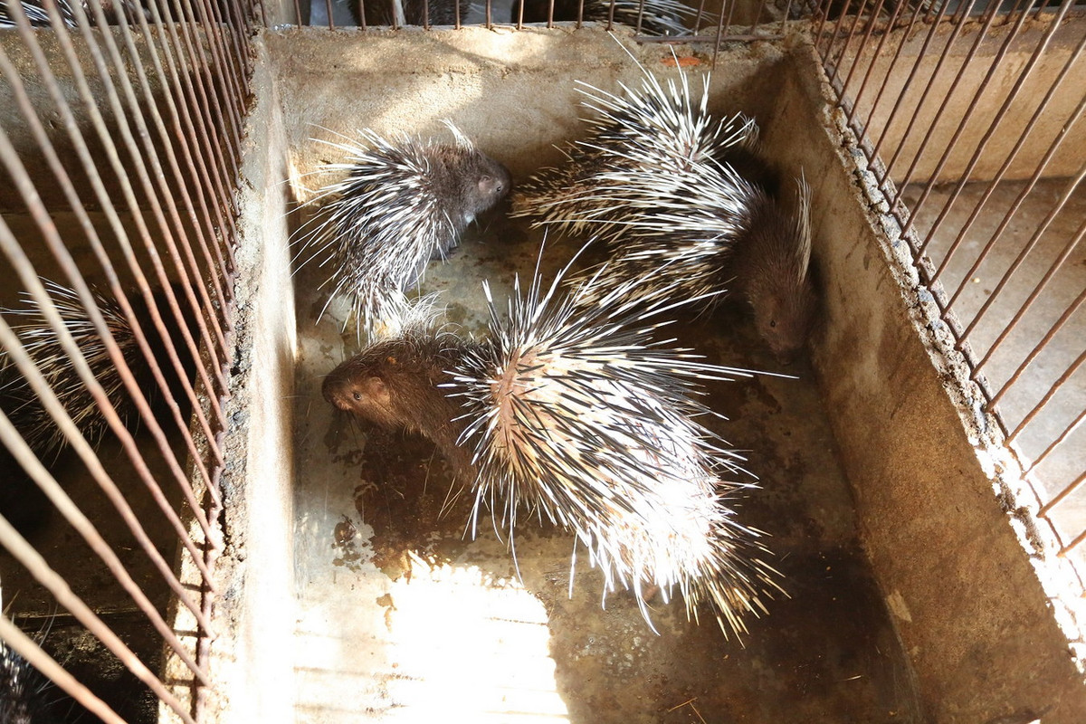 Trong các trang trại, loài vật này đã được nhân nuôi để lấy thịt làm thực phẩm. Ảnh: Nông trại Trường Thành.