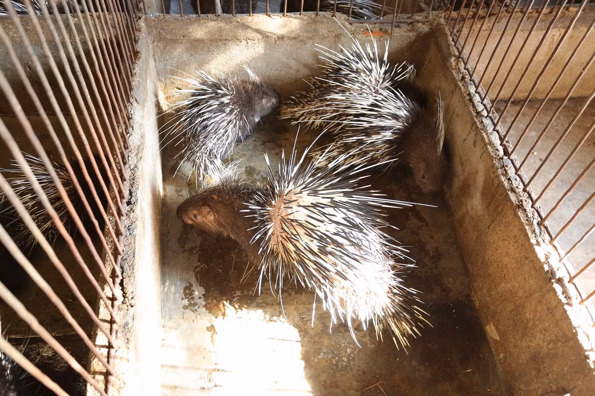 Trong các trang trại, loài vật này đã được nhân nuôi để lấy thịt làm thực phẩm. Ảnh: Nông trại Trường Thành.