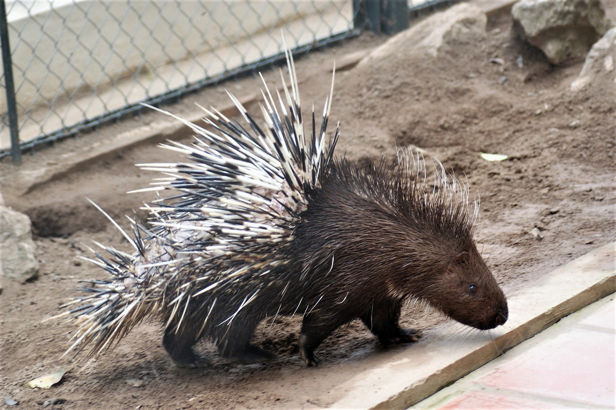 Theo ghi nhận, nhím đuôi ngắn có thời gian mang thai khoảng 110 ngày, đẻ 2-3 con mỗi lứa, tối đa 2 lứa mỗi năm. Trong trang trại hoặc sở thú, chúng đạt tuổi thọ trên 27 năm. Ảnh: BioLib.