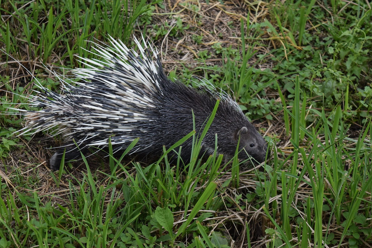 Nếu kẻ thù tiếp tục truy đuổi, chúng sẽ bỏ chạy nhanh, sau đó đột ngột dừng lại, làm cho đối tượng bị lông đâm chi chít vào mặt và cơ thể. Ảnh: Khao Kho National Park.